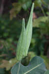 Clasping milkweed